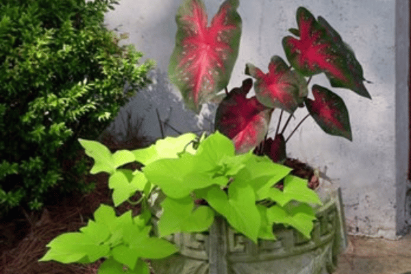 Containerscapes at Greenbriar Landscape Management