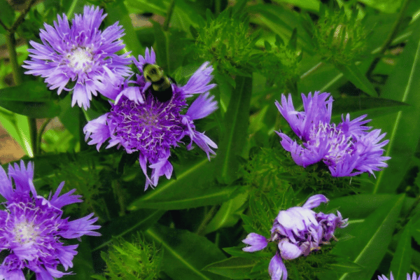 Farm & Habitat Services at Greenbriar Landscape Management