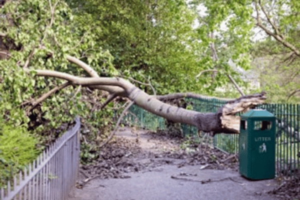 Storm Damage Cleanup Services at Greenbriar Landscape Management