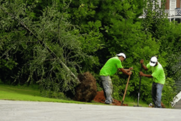Tree Trimming and Removal services with Greenbriar Landscape Management