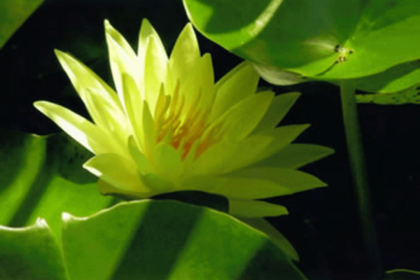 Waterscape Services at Greenbriar Landscape Management