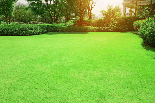 Bermuda Turf Grass at Greenbriar Landscape Management