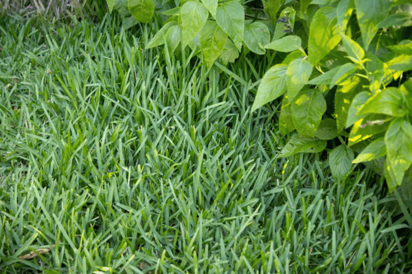 Centipede Grass turf at Greenbriar Landscape Management