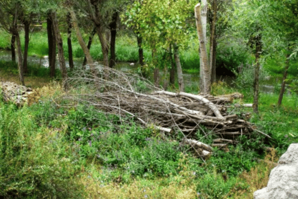 Yard Clean Up Services with Greenbriar Landscape Management in Athens, GA