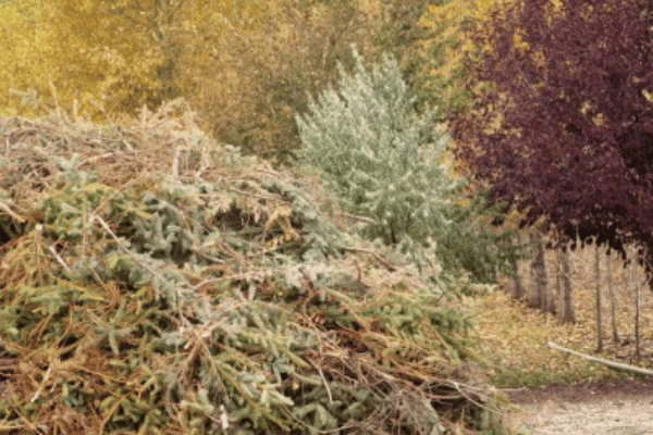Yard Clean Up Services with Greenbriar Landscape Management in Athens, GA