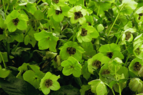 Color, Foliage, Specialty Plants & Plantings (22)