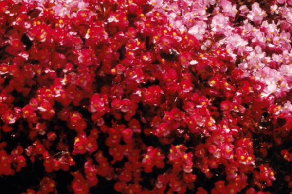 Color, Foliage, Specialty Plants & Plantings (22)