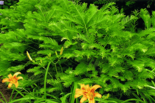 Color, Foliage, Specialty Plants & Plantings (22)