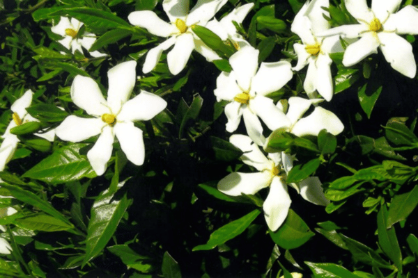 Color, Foliage, Specialty Plants & Plantings (22)