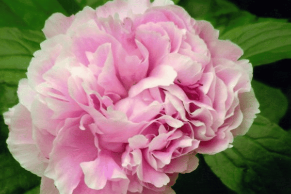 Color, Foliage, Specialty Plants & Plantings (22)