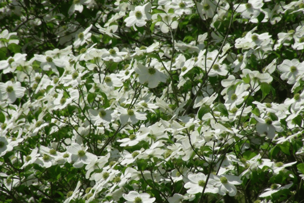 Color, Foliage, Specialty Plants & Plantings (22)