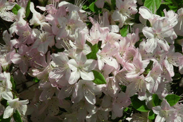 Color, Foliage, Specialty Plants & Plantings (22)