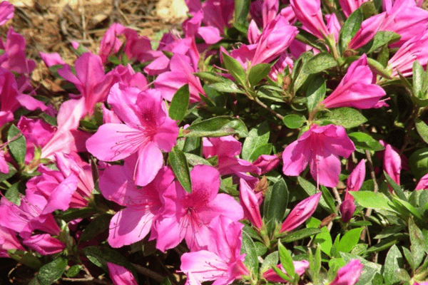 Color, Foliage, Specialty Plants & Plantings (22)