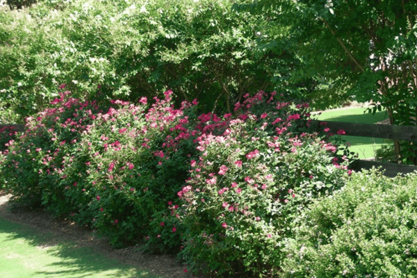 Color, Foliage, Specialty Plants & Plantings (22)