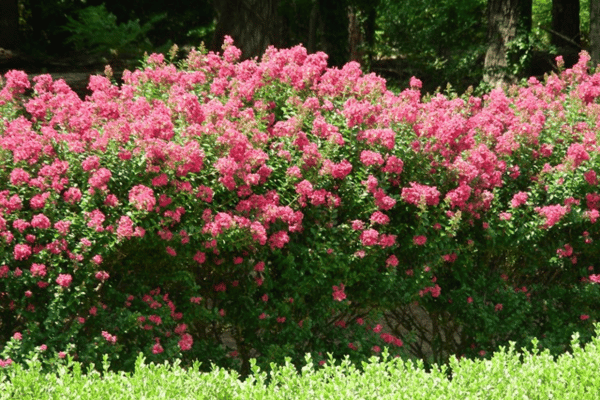 Color, Foliage, Specialty Plants & Plantings (22)