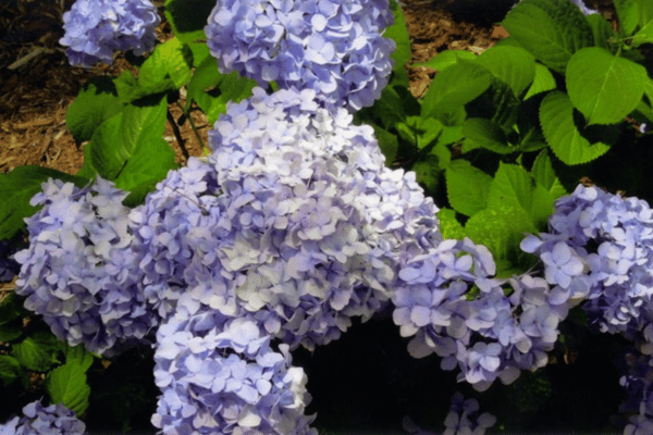 Color, Foliage, Specialty Plants & Plantings (22)