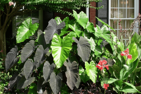 Color, Foliage, Specialty Plants & Plantings (22)