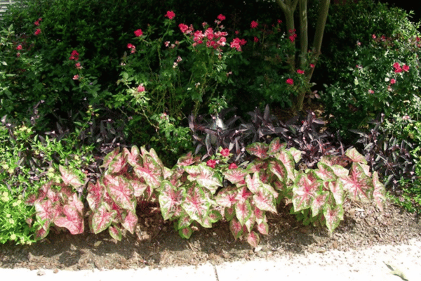 Color, Foliage, Specialty Plants & Plantings (22)