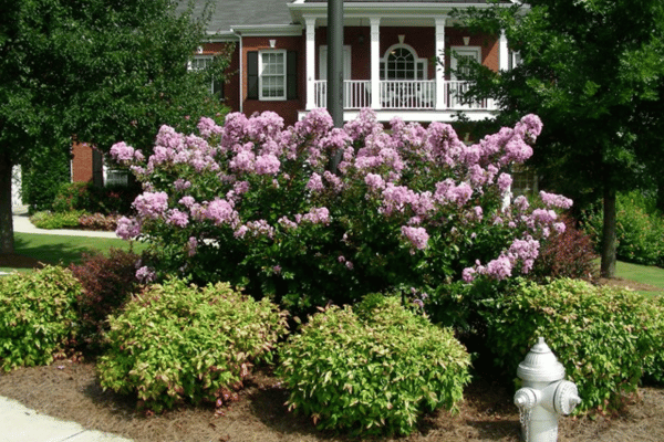 Color, Foliage, Specialty Plants & Plantings (22)