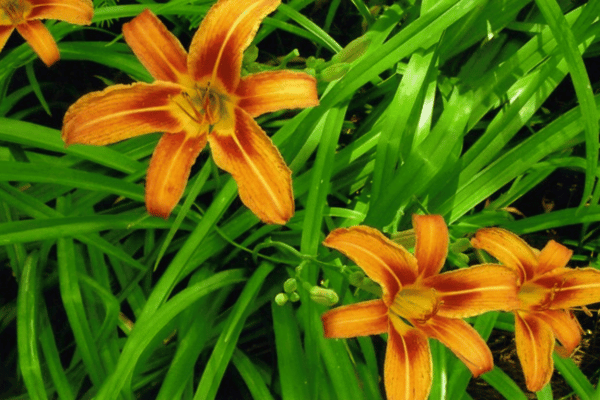 Color, Foliage, Specialty Plants & Plantings (22)