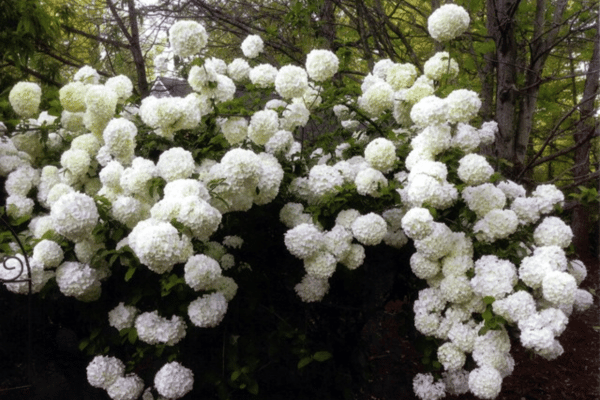 Color, Foliage, Specialty Plants & Plantings (22)