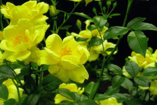 Color, Foliage, Specialty Plants & Plantings (22)