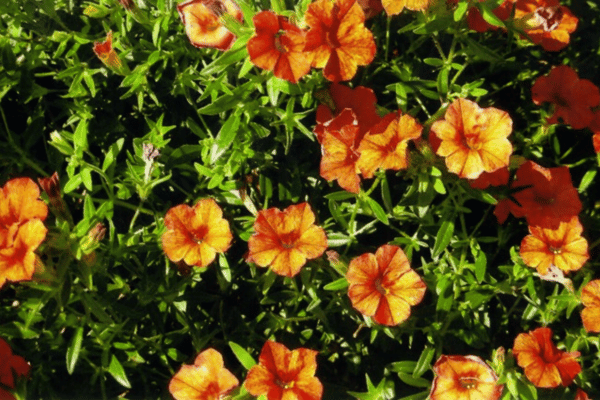 Color, Foliage, Specialty Plants & Plantings (22)