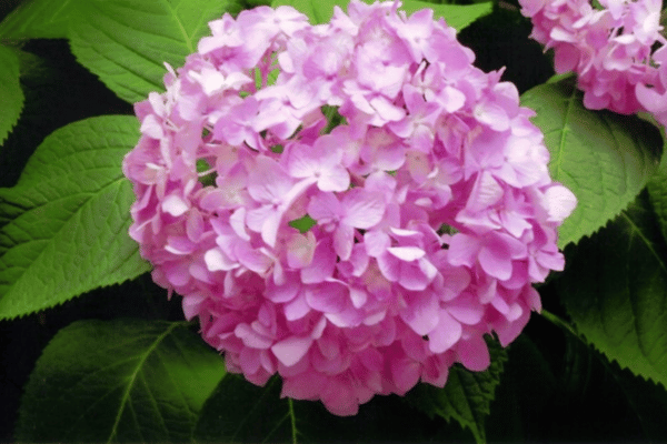 Color, Foliage, Specialty Plants & Plantings (22)