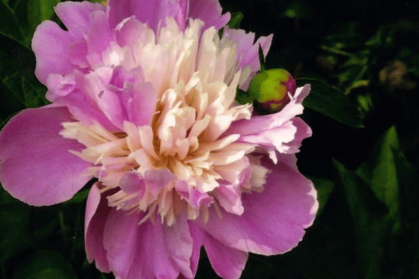 Color, Foliage, Specialty Plants & Plantings (22)
