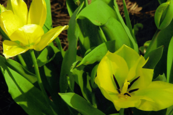 Color, Foliage, Specialty Plants & Plantings (22)