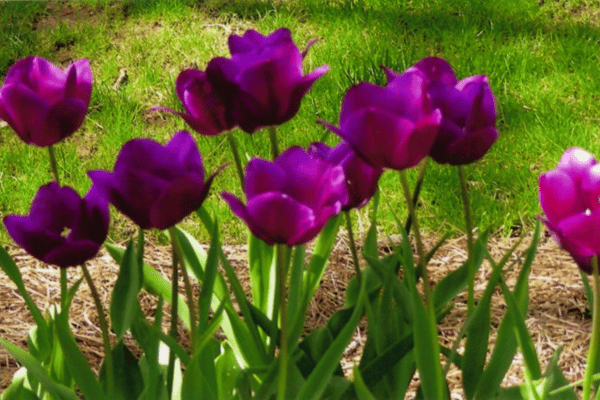 Color, Foliage, Specialty Plants & Plantings (22)