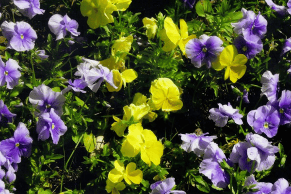 Color, Foliage, Specialty Plants & Plantings (22)