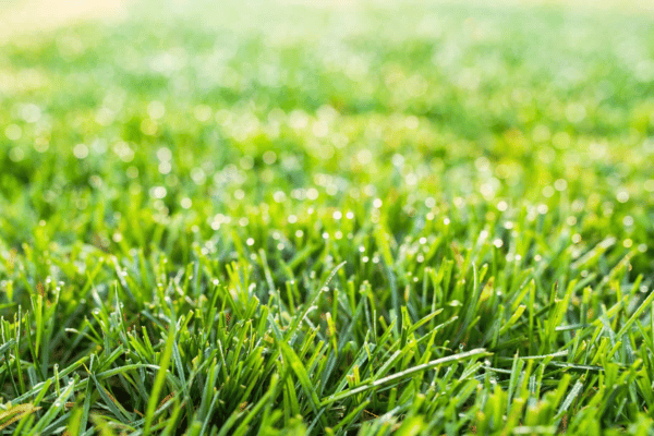 Fescue Turf at Greenbriar Landscape Management