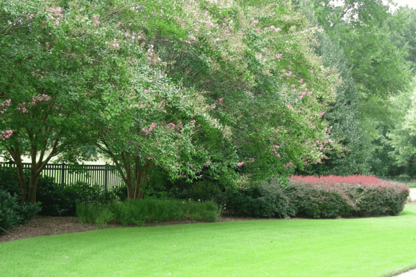 Lawn Maintenance with Greenbriar Landscape Management in Athens, GA