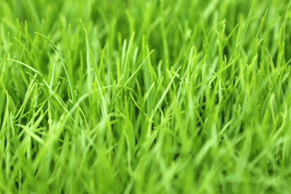 Ryegrass Turf at Greenbriar Landscape Management