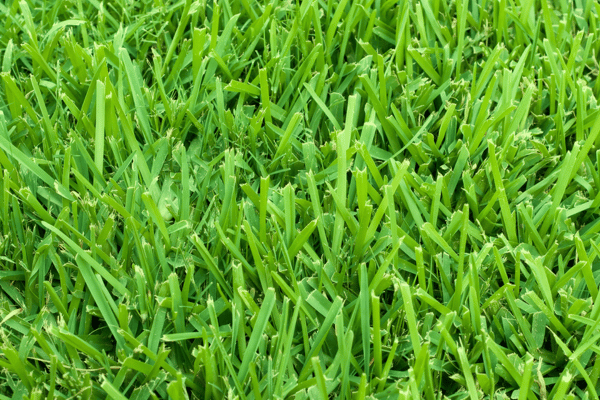 St. Augustine turf at Greenbriar Landscape Management