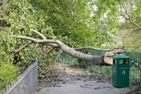 Storm Damage Clean Up Services with Greenbriar Landscape Management in Athens, GA