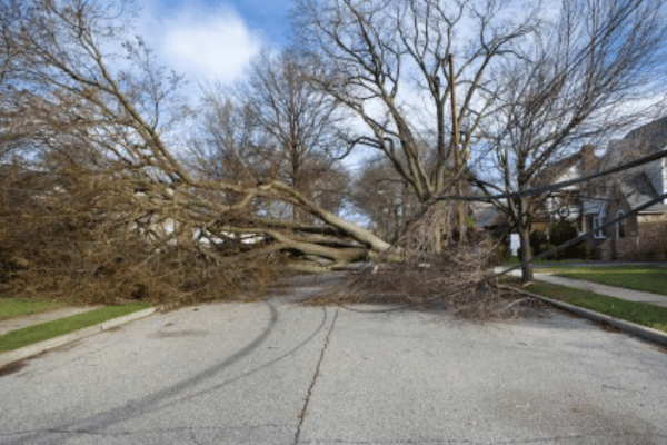 Storm Damage Clean Up Services with Greenbriar Landscape Management in Athens, GA