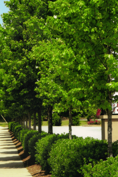Tree Trimming & Removal at Greenbriar Landscape Management in Athens GA