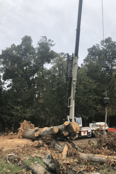 Tree Trimming & Removal at Greenbriar Landscape Management in Athens GA
