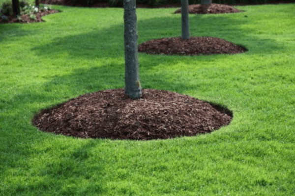 Turf Management with Greenbriar Landscape Management in Athens, GA