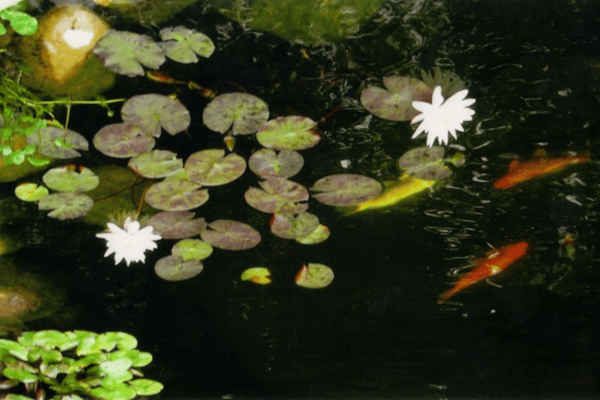 Waterscape Landscaping available at Greenbriar Landscape Management in the Greater Athens, GA Area.
