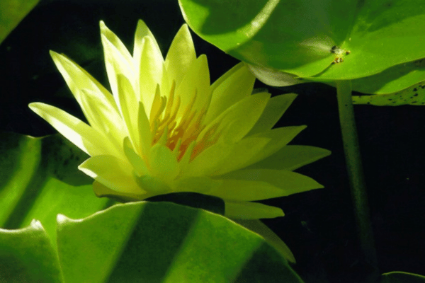 Waterscape Landscaping available at Greenbriar Landscape Management in the Greater Athens, GA Area.