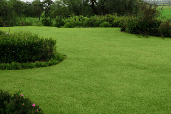 Zoysia Turf Grass at Greenbriar Landscape Management