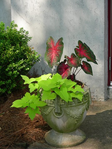 Containerscapes with Greenbriar Landscape Management in Athens, GA
