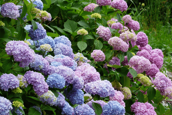 Seasonal Color & Foliage with Greenbriar Landscape Management