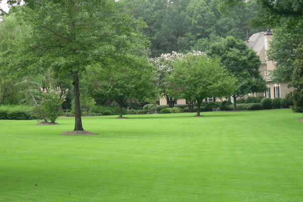 Turf Management - Greenbriar Landscape Management in Athens, GA