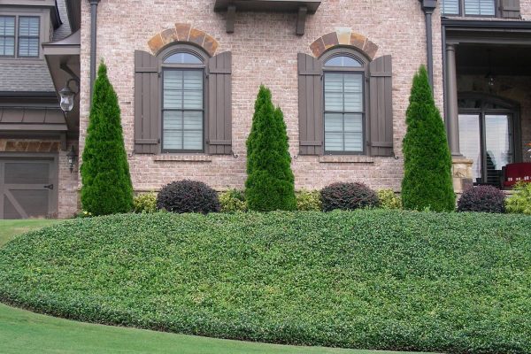 Greenbriar Landscape - Athens, GA